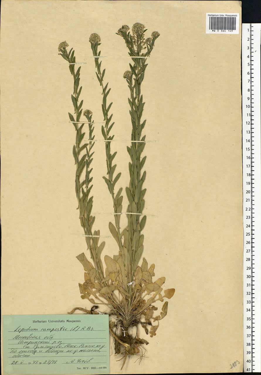 Lepidium campestre (L.) W.T.Aiton, Eastern Europe, Moscow region (E4a) (Russia)