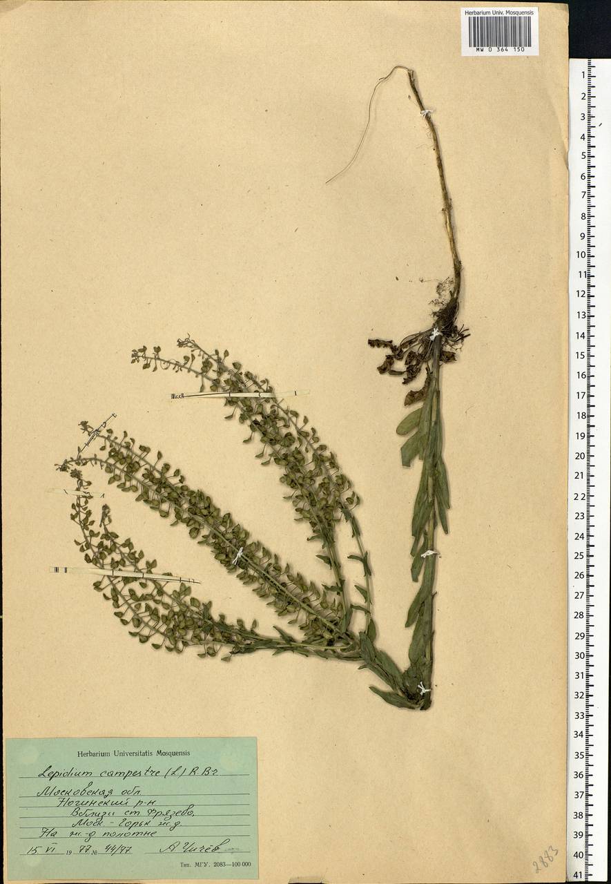 Lepidium campestre (L.) W. T. Aiton, Eastern Europe, Moscow region (E4a) (Russia)