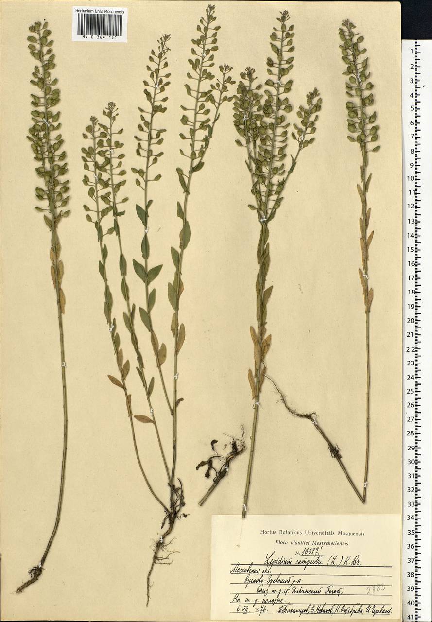 Lepidium campestre (L.) W.T.Aiton, Eastern Europe, Moscow region (E4a) (Russia)