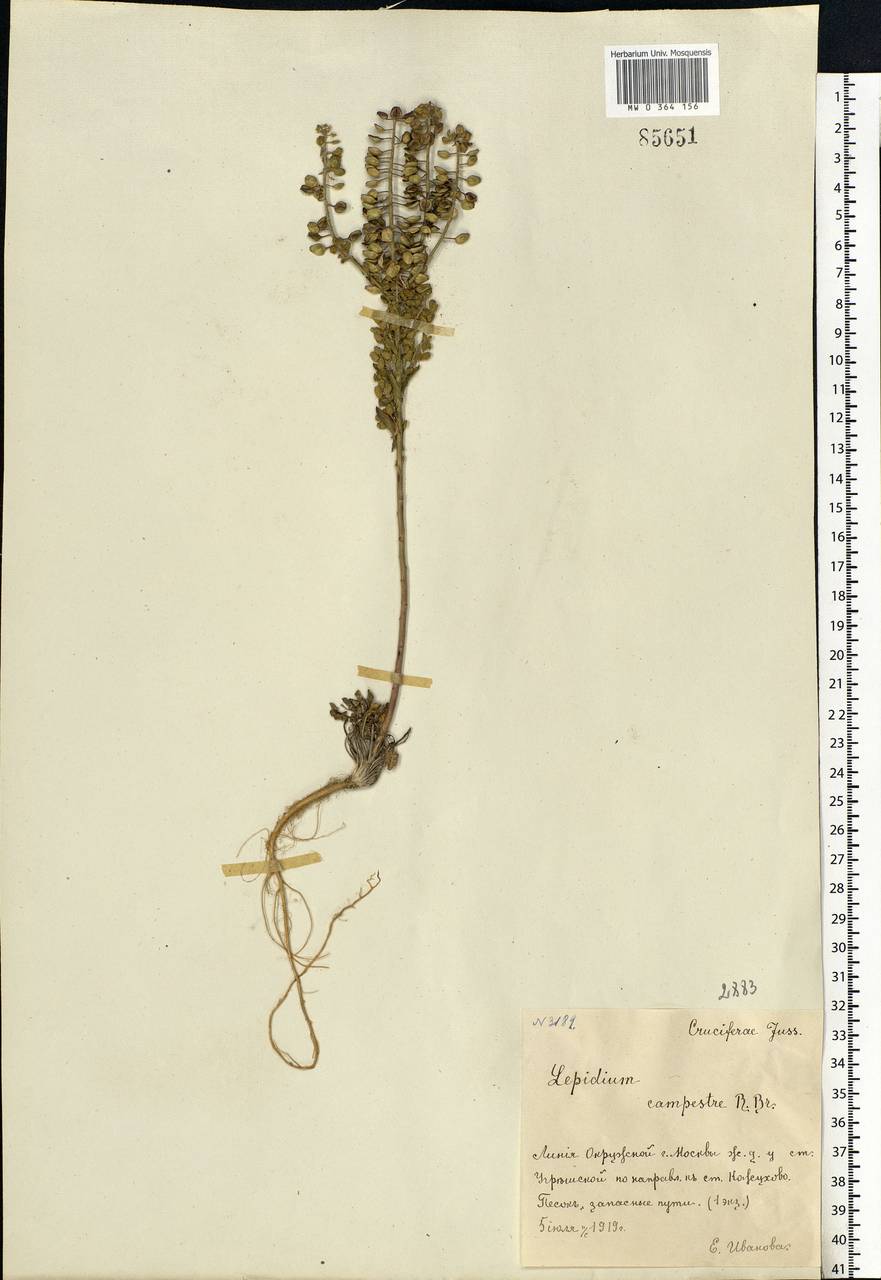 Lepidium campestre (L.) W. T. Aiton, Eastern Europe, Moscow region (E4a) (Russia)