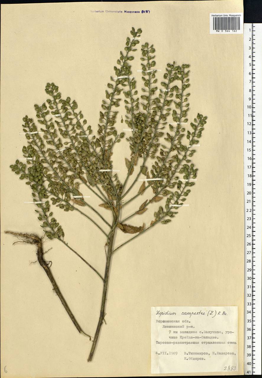 Lepidium campestre (L.) W.T. Aiton, Eastern Europe, Central forest-and-steppe region (E6) (Russia)