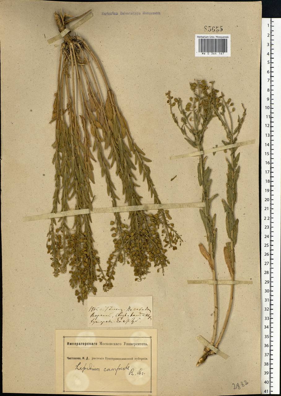 Lepidium campestre (L.) W. T. Aiton, Eastern Europe, South Ukrainian region (E12) (Ukraine)