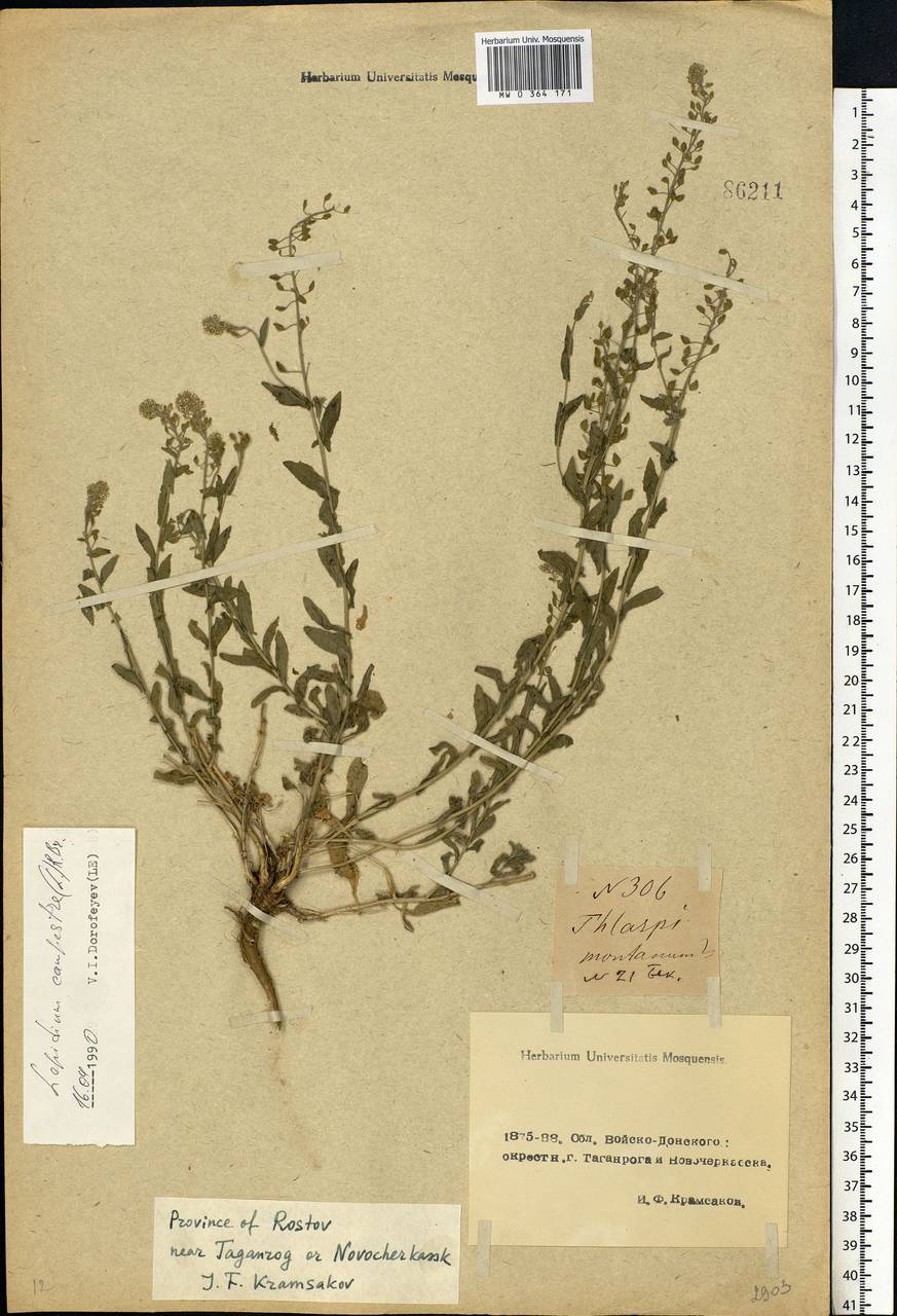 Lepidium campestre (L.) W.T.Aiton, Eastern Europe, Rostov Oblast (E12a) (Russia)