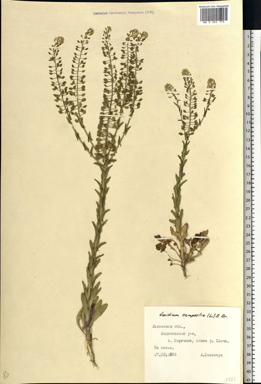 Lepidium campestre (L.) W.T. Aiton, Eastern Europe, West Ukrainian region (E13) (Ukraine)