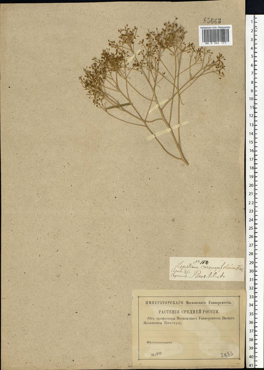Lepidium coronopifolium Fisch., Eastern Europe, Lower Volga region (E9) (Russia)