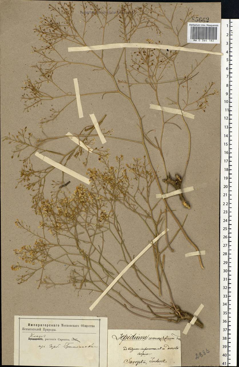 Lepidium coronopifolium Fisch., Eastern Europe, Lower Volga region (E9) (Russia)