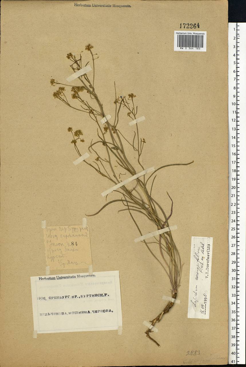 Lepidium coronopifolium Fisch., Eastern Europe, Eastern region (E10) (Russia)