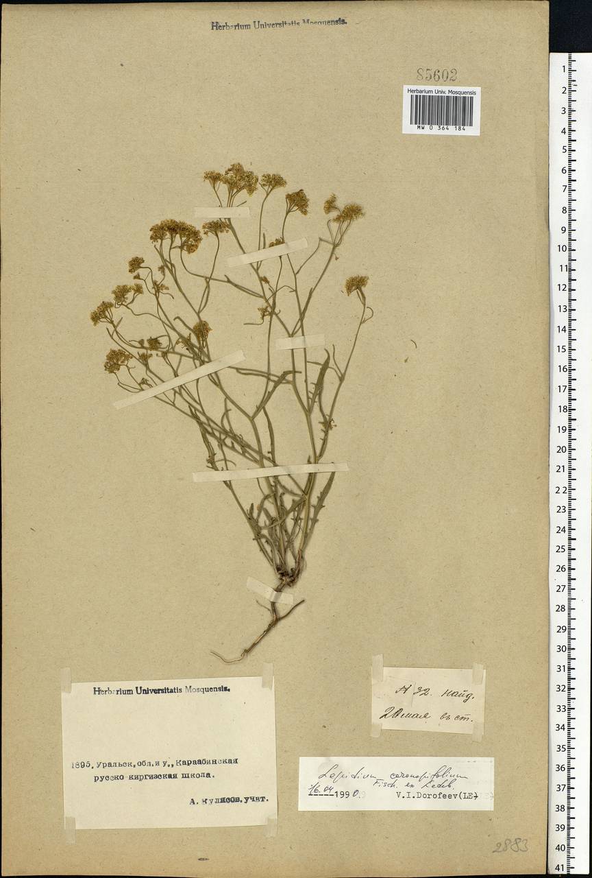 Lepidium coronopifolium Fisch., Middle Asia, Caspian Ustyurt & Northern Aralia (M8) (Kazakhstan)