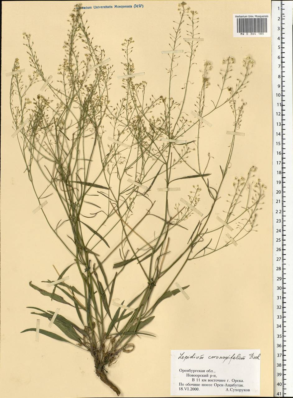 Lepidium coronopifolium Fisch. ex DC., Eastern Europe, Eastern region (E10) (Russia)