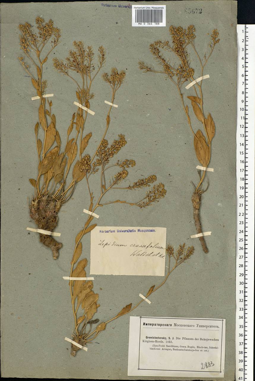 Lepidium cartilagineum subsp. crassifolium (Waldst. & Kit.) Thell., Eastern Europe, Lower Volga region (E9) (Russia)