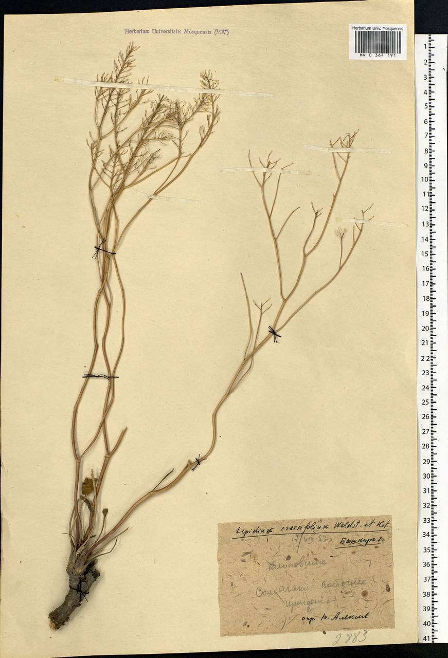 Lepidium cartilagineum subsp. crassifolium (Waldst. & Kit.) Thell., Eastern Europe, Eastern region (E10) (Russia)