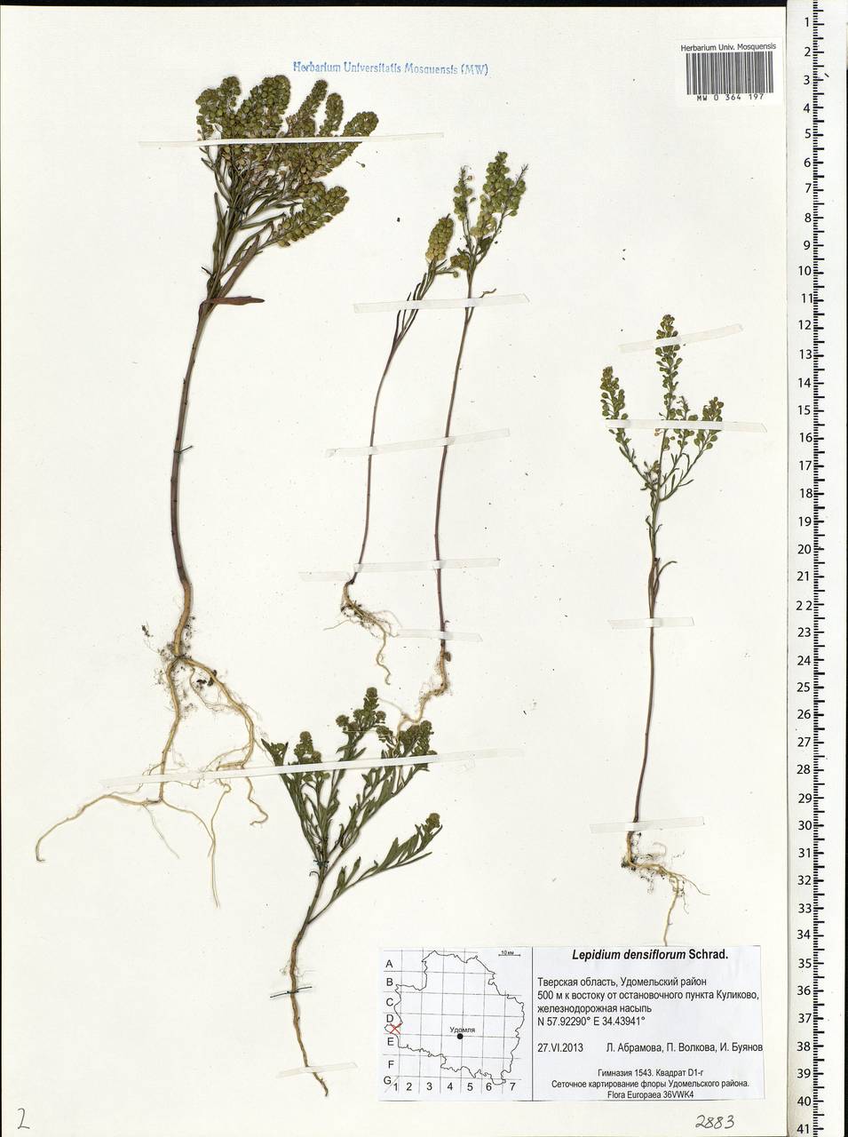 Lepidium densiflorum Schrad., Eastern Europe, North-Western region (E2) (Russia)