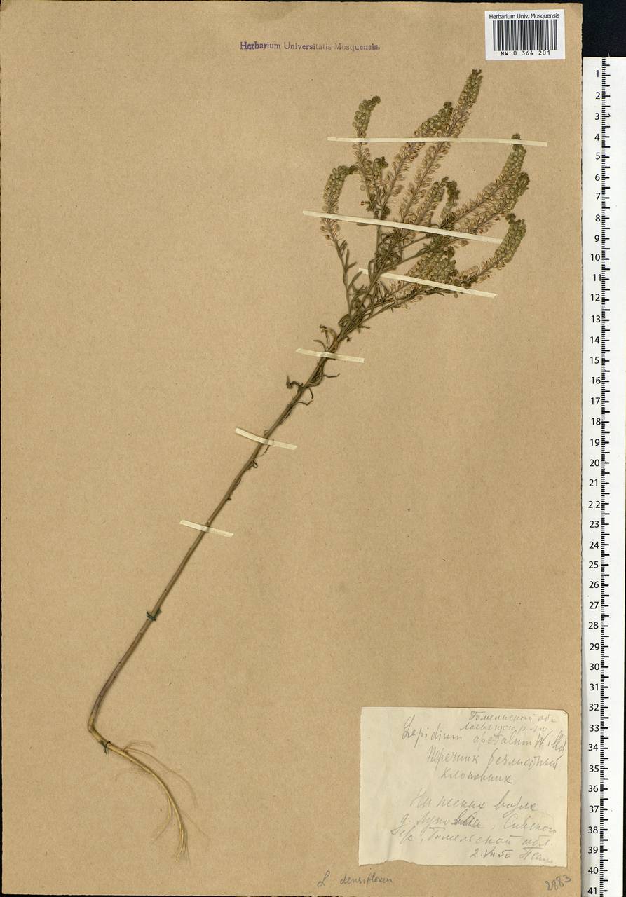 Lepidium densiflorum Schrad., Eastern Europe, Belarus (E3a) (Belarus)