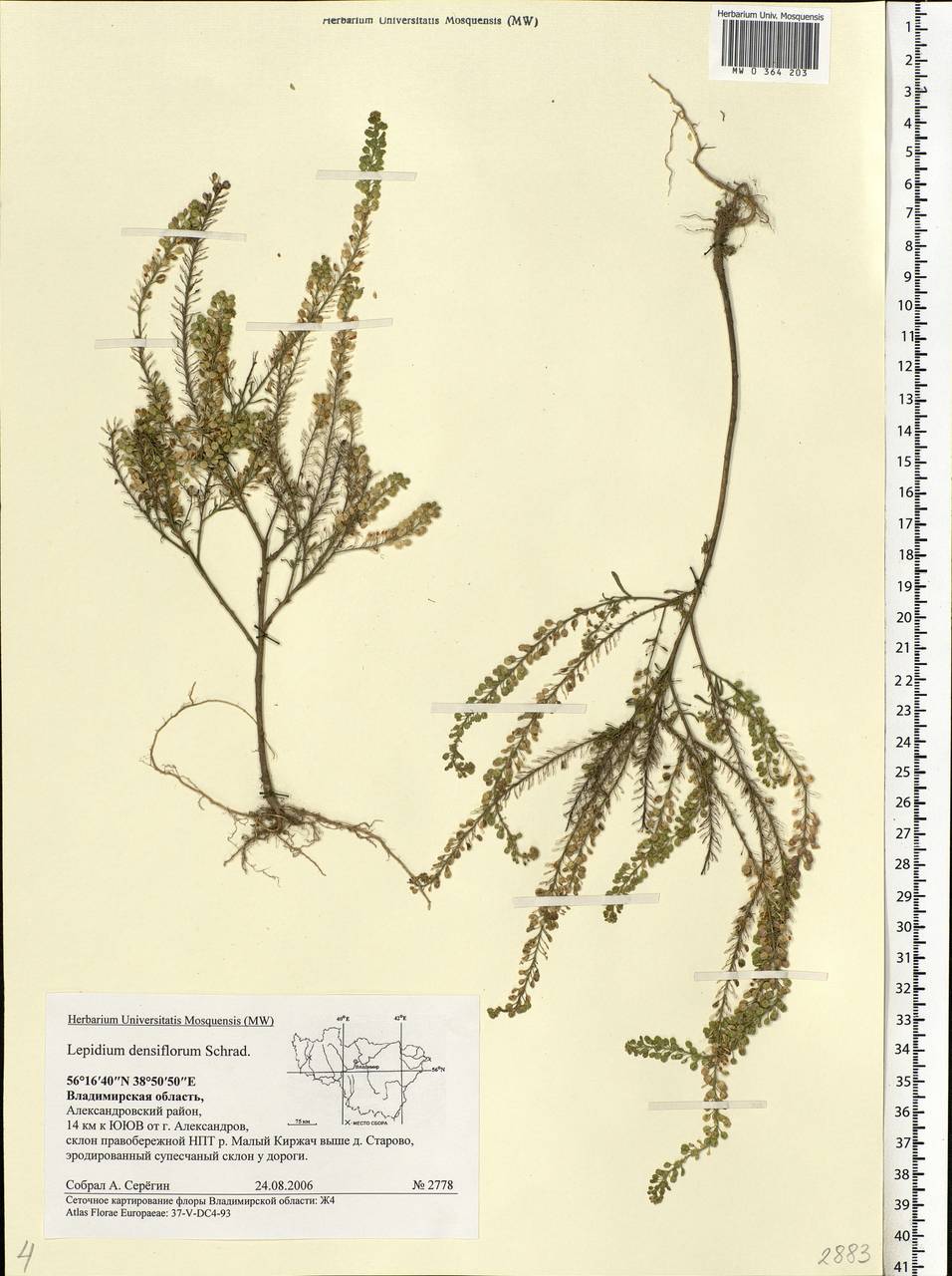 Lepidium densiflorum Schrad., Eastern Europe, Central region (E4) (Russia)