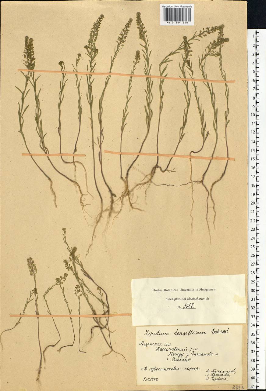 Lepidium densiflorum Schrad., Eastern Europe, Central region (E4) (Russia)
