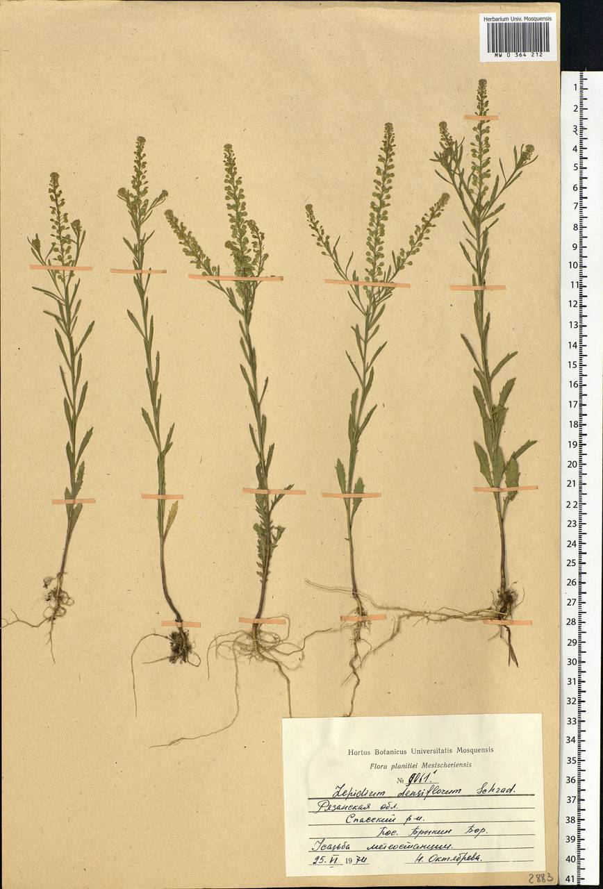 Lepidium densiflorum Schrad., Eastern Europe, Central region (E4) (Russia)