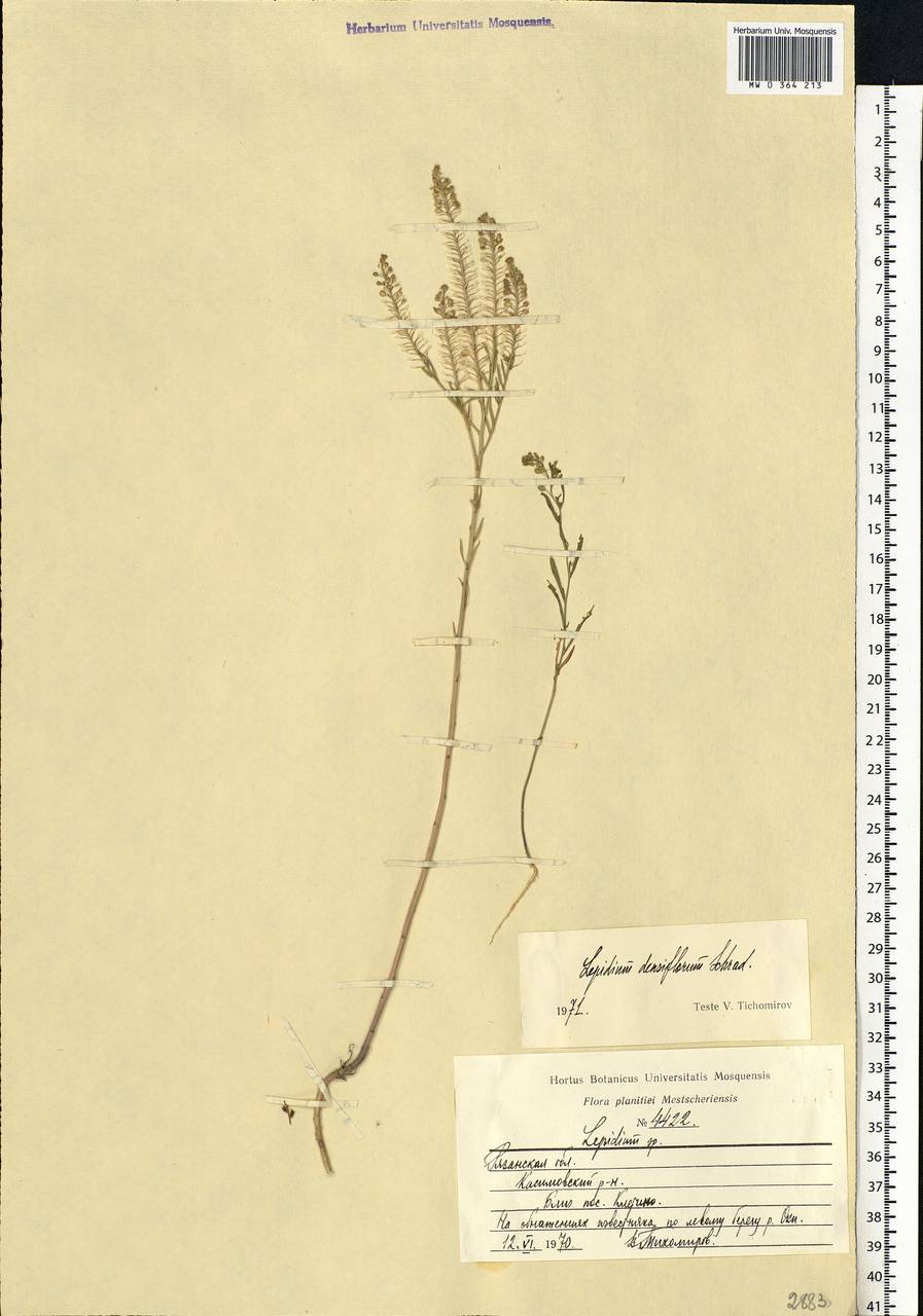 Lepidium densiflorum Schrad., Eastern Europe, Central region (E4) (Russia)