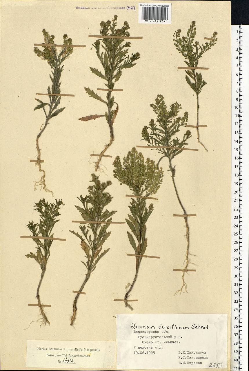 Lepidium densiflorum Schrad., Eastern Europe, Central region (E4) (Russia)