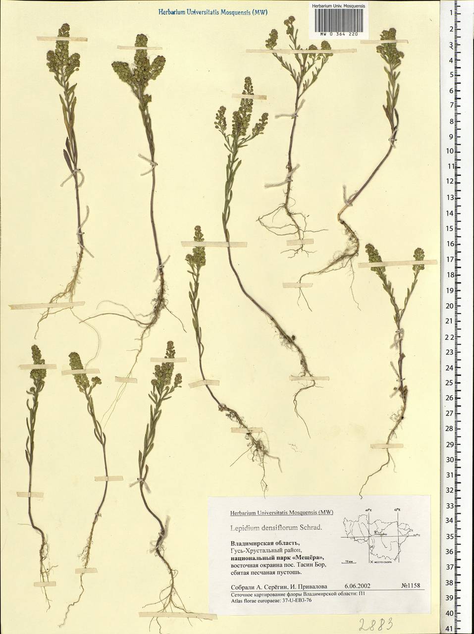 Lepidium densiflorum Schrad., Eastern Europe, Central region (E4) (Russia)