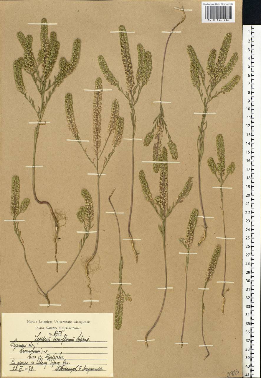 Lepidium densiflorum Schrad., Eastern Europe, Central region (E4) (Russia)