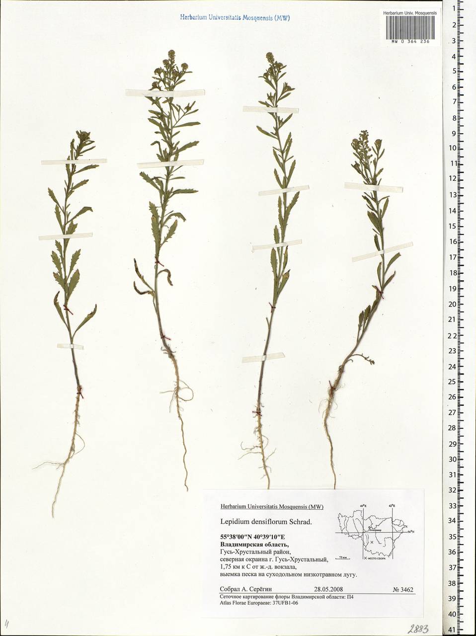 Lepidium densiflorum Schrad., Eastern Europe, Central region (E4) (Russia)