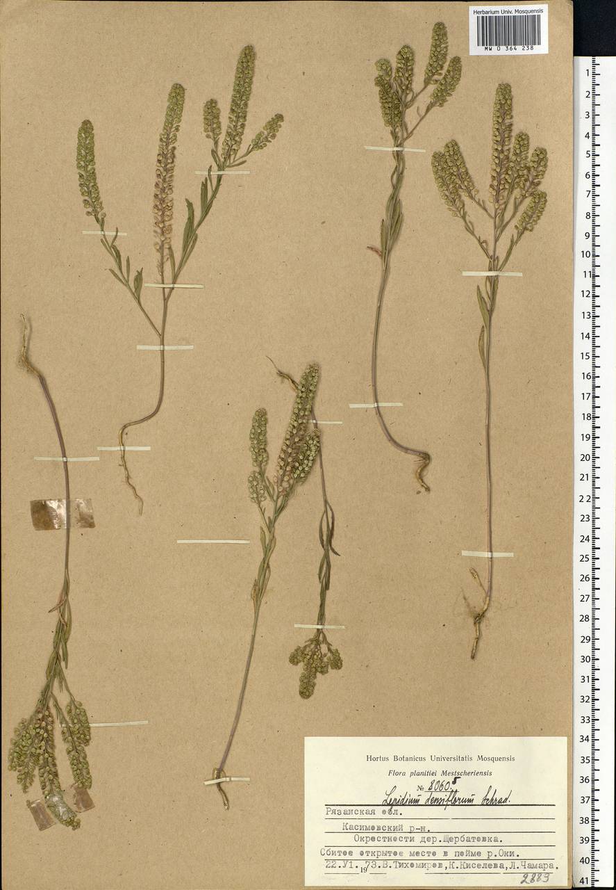 Lepidium densiflorum Schrad., Eastern Europe, Central region (E4) (Russia)