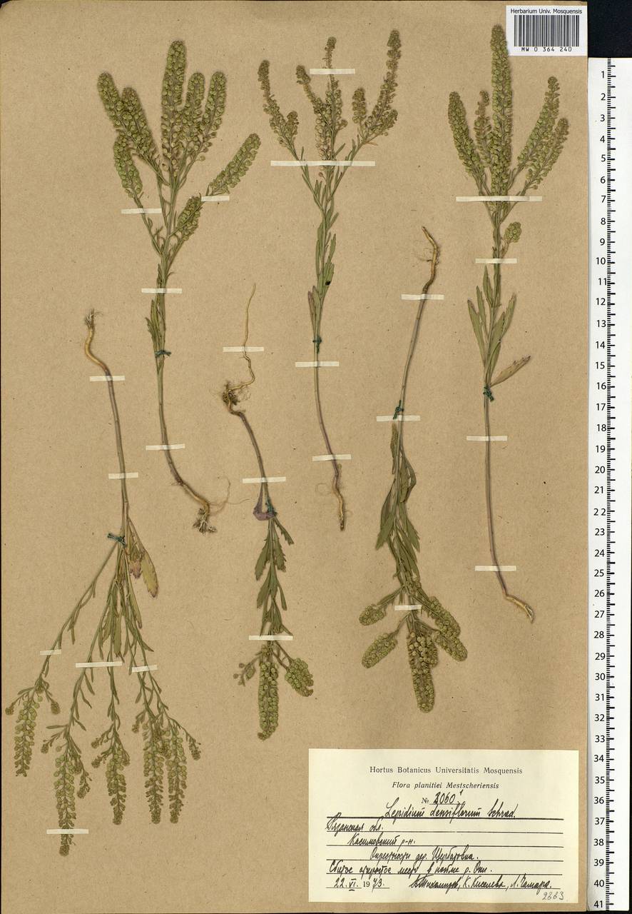 Lepidium densiflorum Schrad., Eastern Europe, Central region (E4) (Russia)