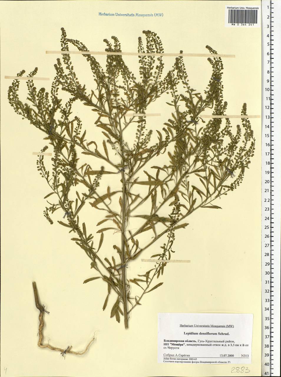 Lepidium densiflorum Schrad., Eastern Europe, Central region (E4) (Russia)