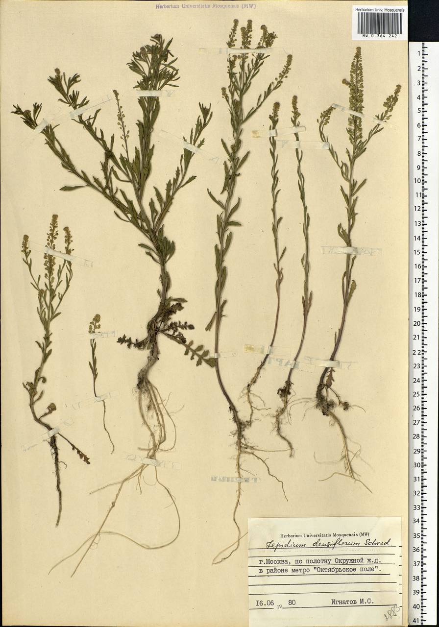 Lepidium densiflorum Schrad., Eastern Europe, Moscow region (E4a) (Russia)