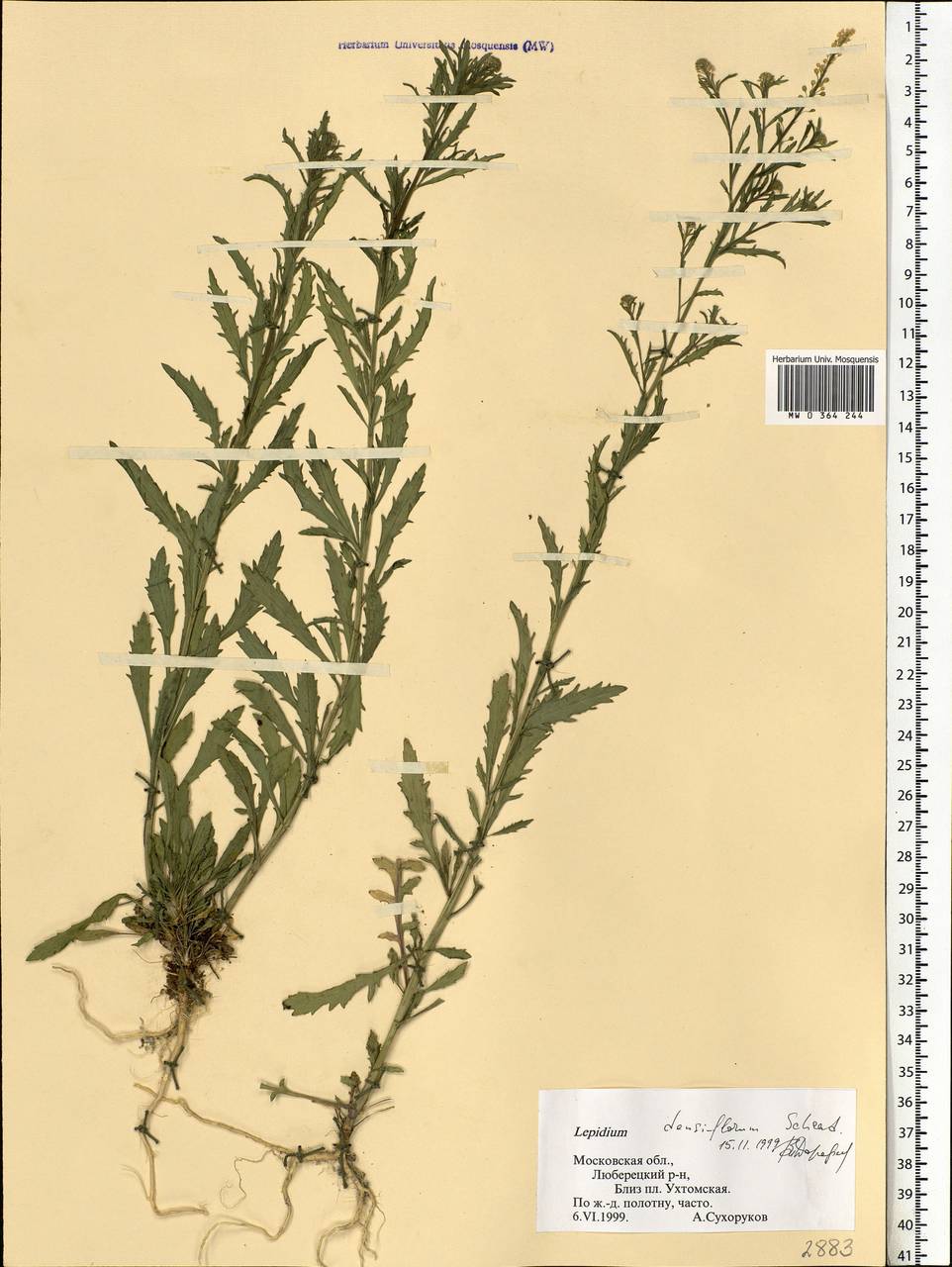 Lepidium densiflorum Schrad., Eastern Europe, Moscow region (E4a) (Russia)