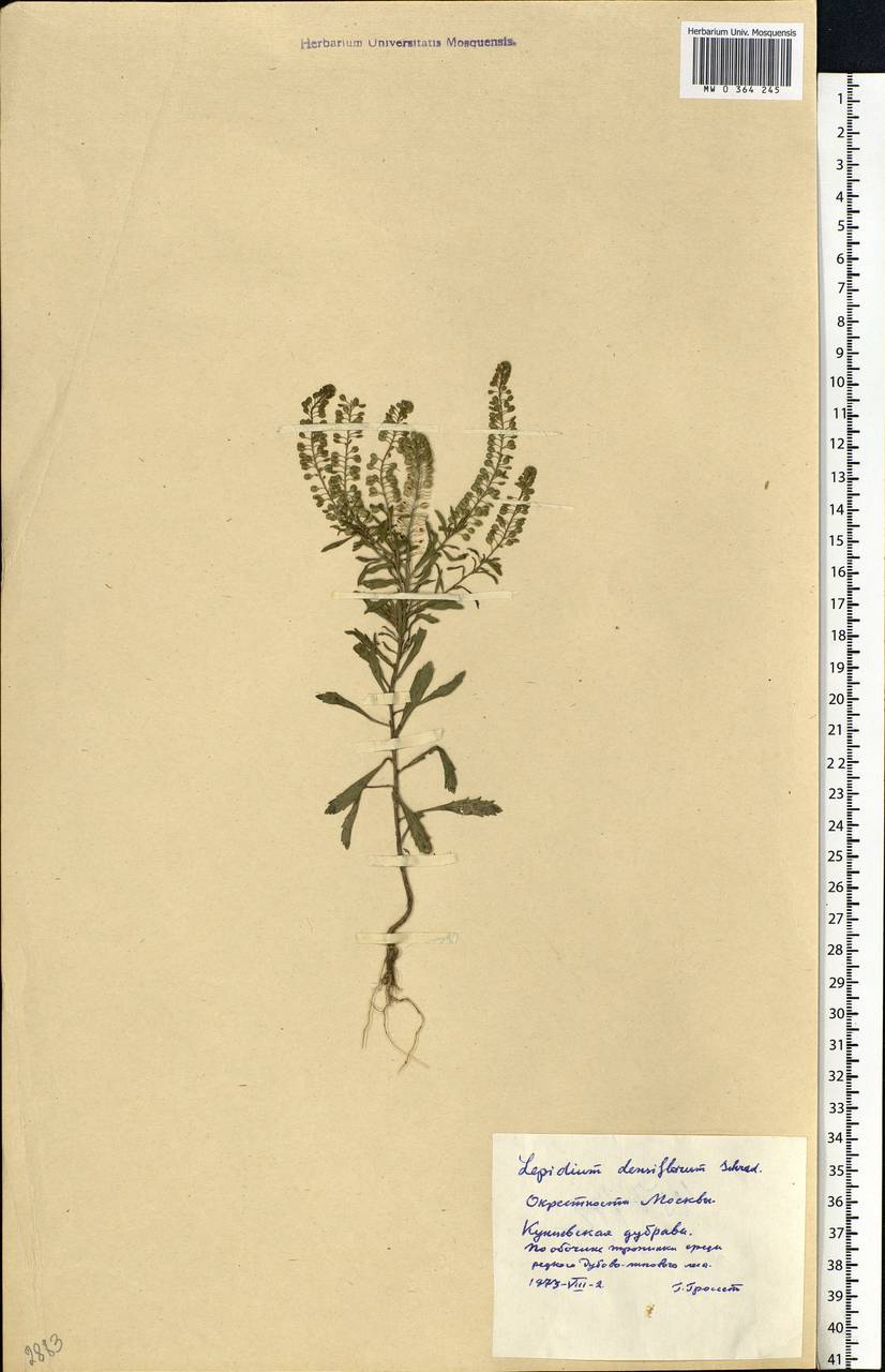 Lepidium densiflorum Schrad., Eastern Europe, Moscow region (E4a) (Russia)
