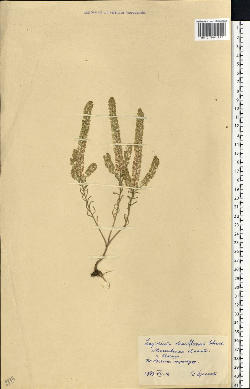 Lepidium densiflorum Schrad., Eastern Europe, Moscow region (E4a) (Russia)