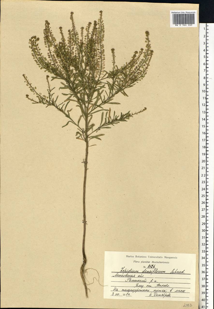 Lepidium densiflorum Schrad., Eastern Europe, Moscow region (E4a) (Russia)