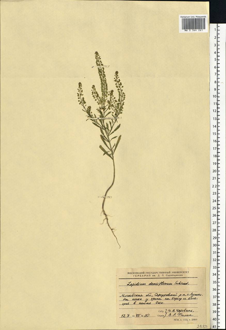 Lepidium densiflorum Schrad., Eastern Europe, Moscow region (E4a) (Russia)