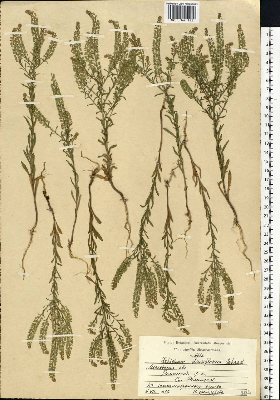 Lepidium densiflorum Schrad., Eastern Europe, Moscow region (E4a) (Russia)