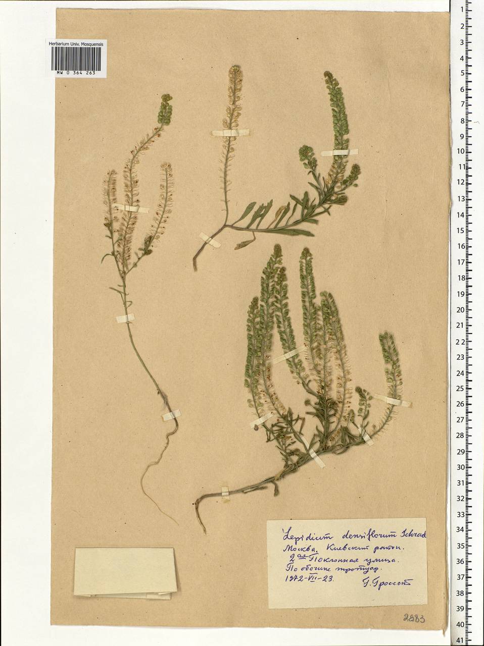 Lepidium densiflorum Schrad., Eastern Europe, Moscow region (E4a) (Russia)