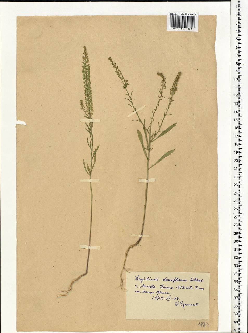 Lepidium densiflorum Schrad., Eastern Europe, Moscow region (E4a) (Russia)