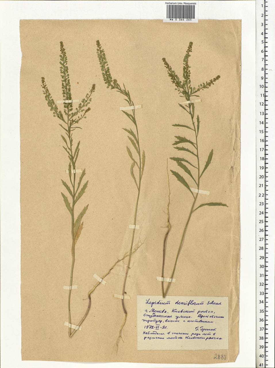 Lepidium densiflorum Schrad., Eastern Europe, Moscow region (E4a) (Russia)