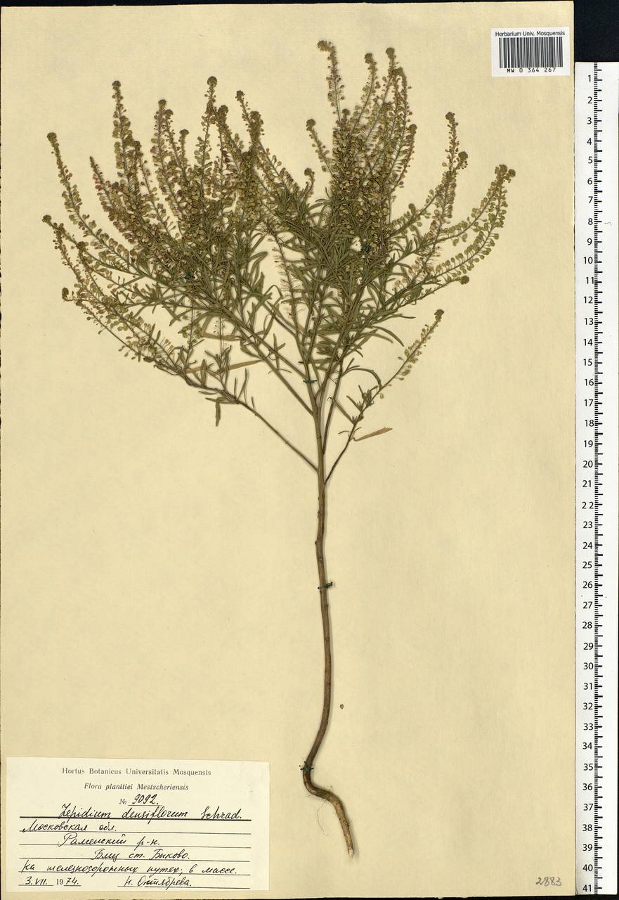 Lepidium densiflorum Schrad., Eastern Europe, Moscow region (E4a) (Russia)