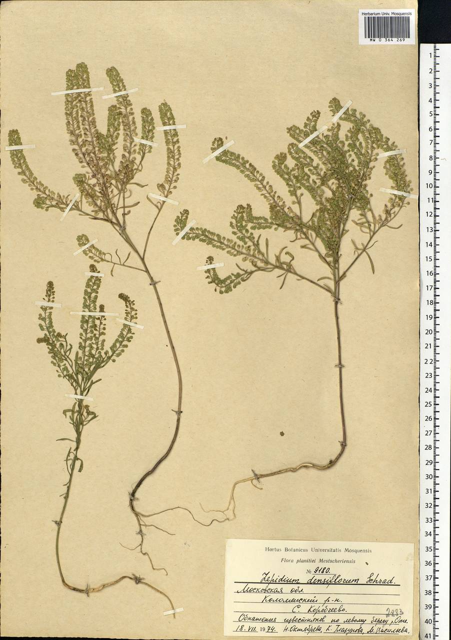 Lepidium densiflorum Schrad., Eastern Europe, Moscow region (E4a) (Russia)