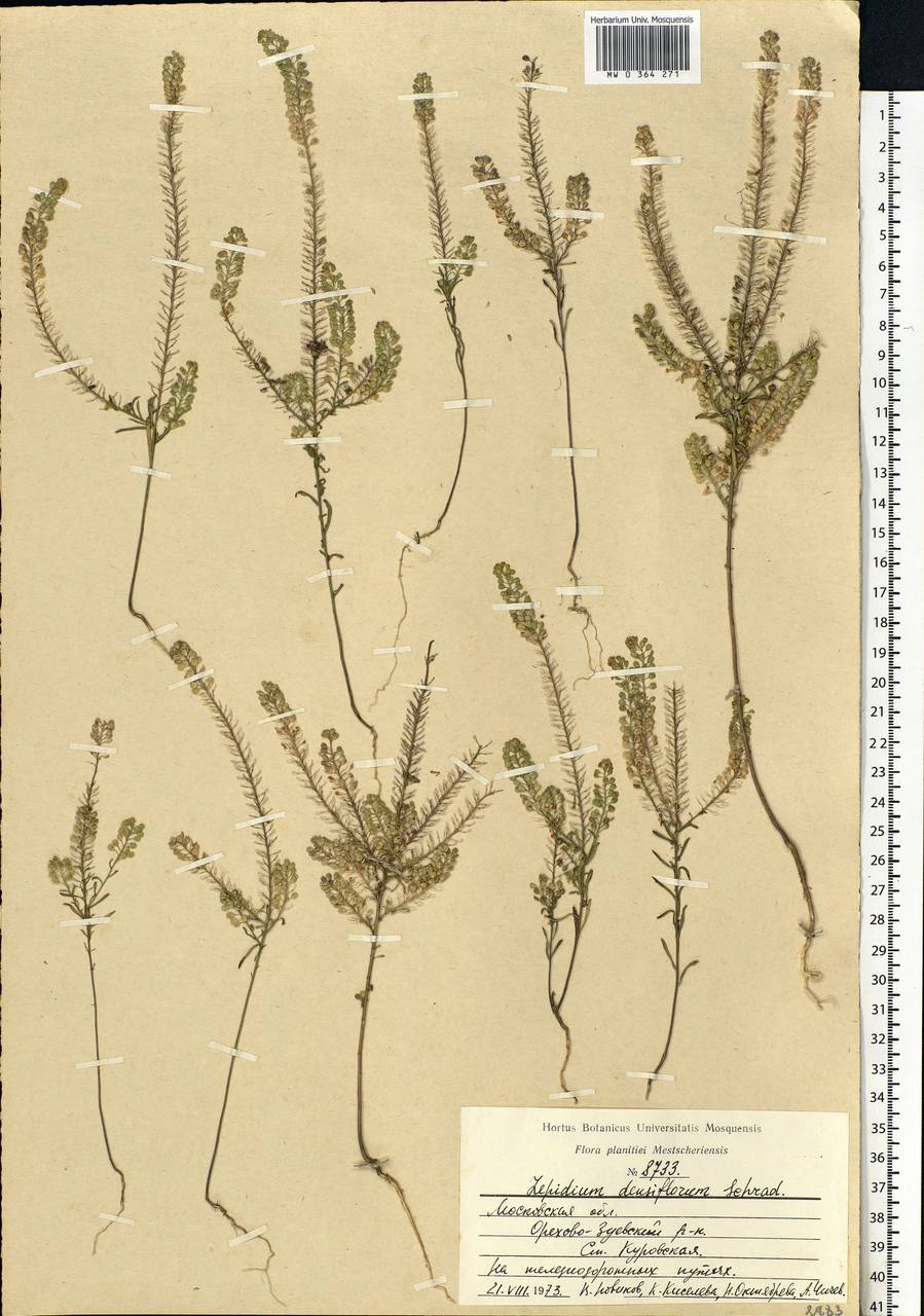 Lepidium densiflorum Schrad., Eastern Europe, Moscow region (E4a) (Russia)
