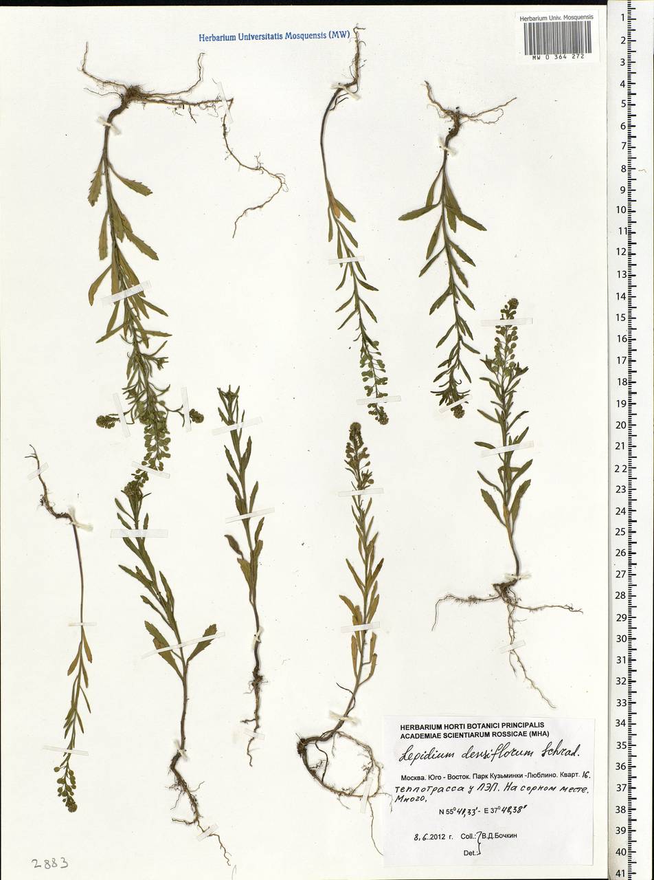 Lepidium densiflorum Schrad., Eastern Europe, Moscow region (E4a) (Russia)