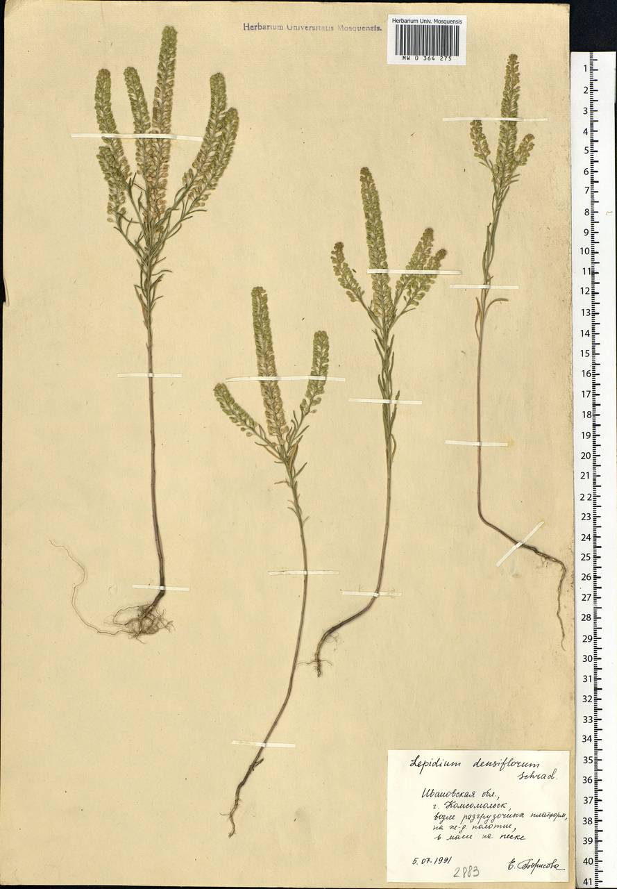 Lepidium densiflorum Schrad., Eastern Europe, Central forest region (E5) (Russia)