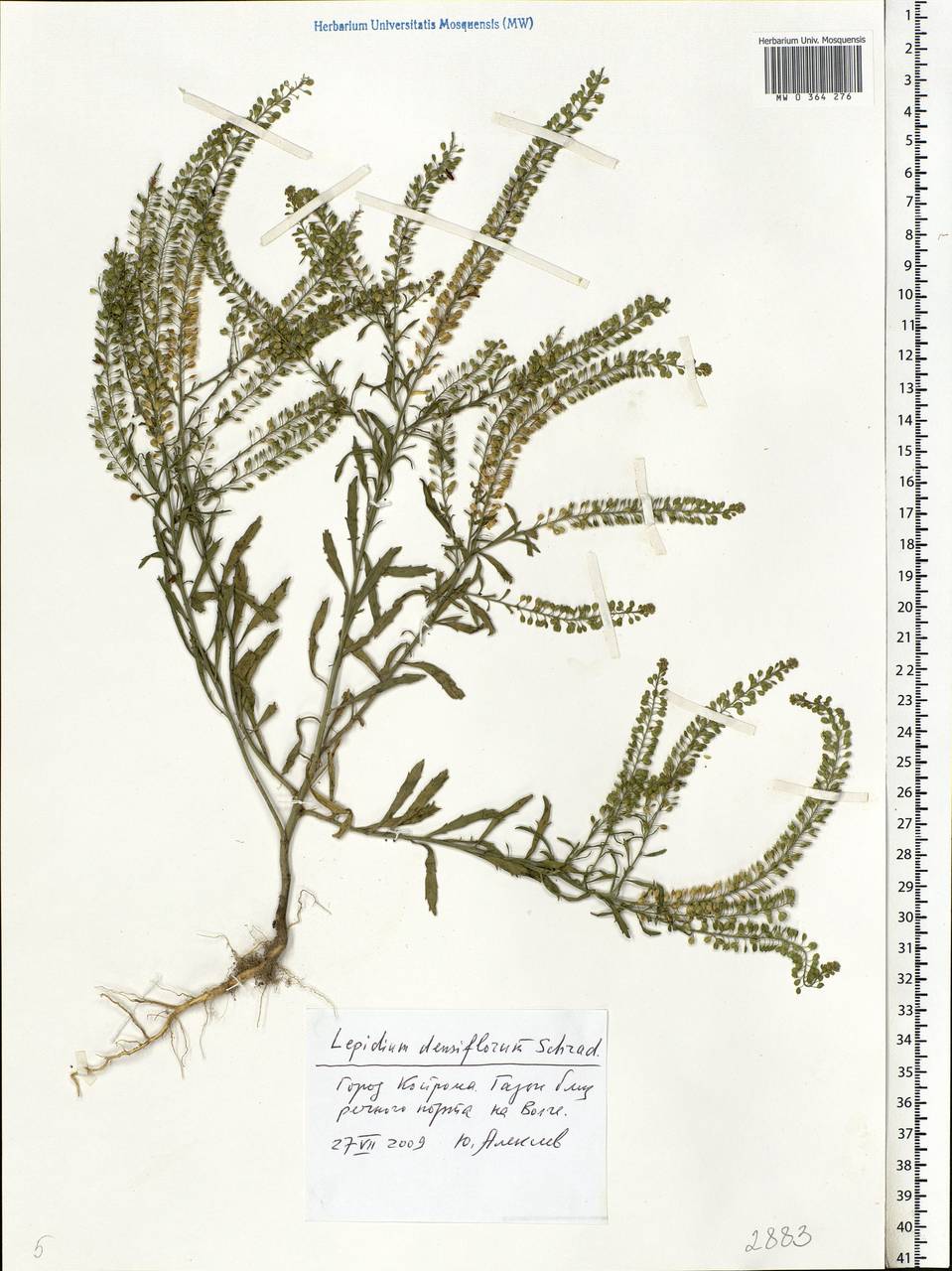 Lepidium densiflorum Schrad., Eastern Europe, Central forest region (E5) (Russia)