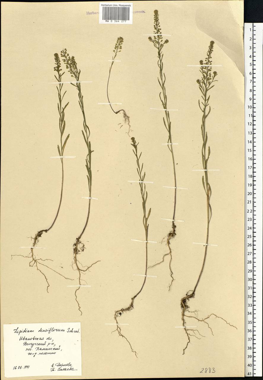 Lepidium densiflorum Schrad., Eastern Europe, Central forest region (E5) (Russia)