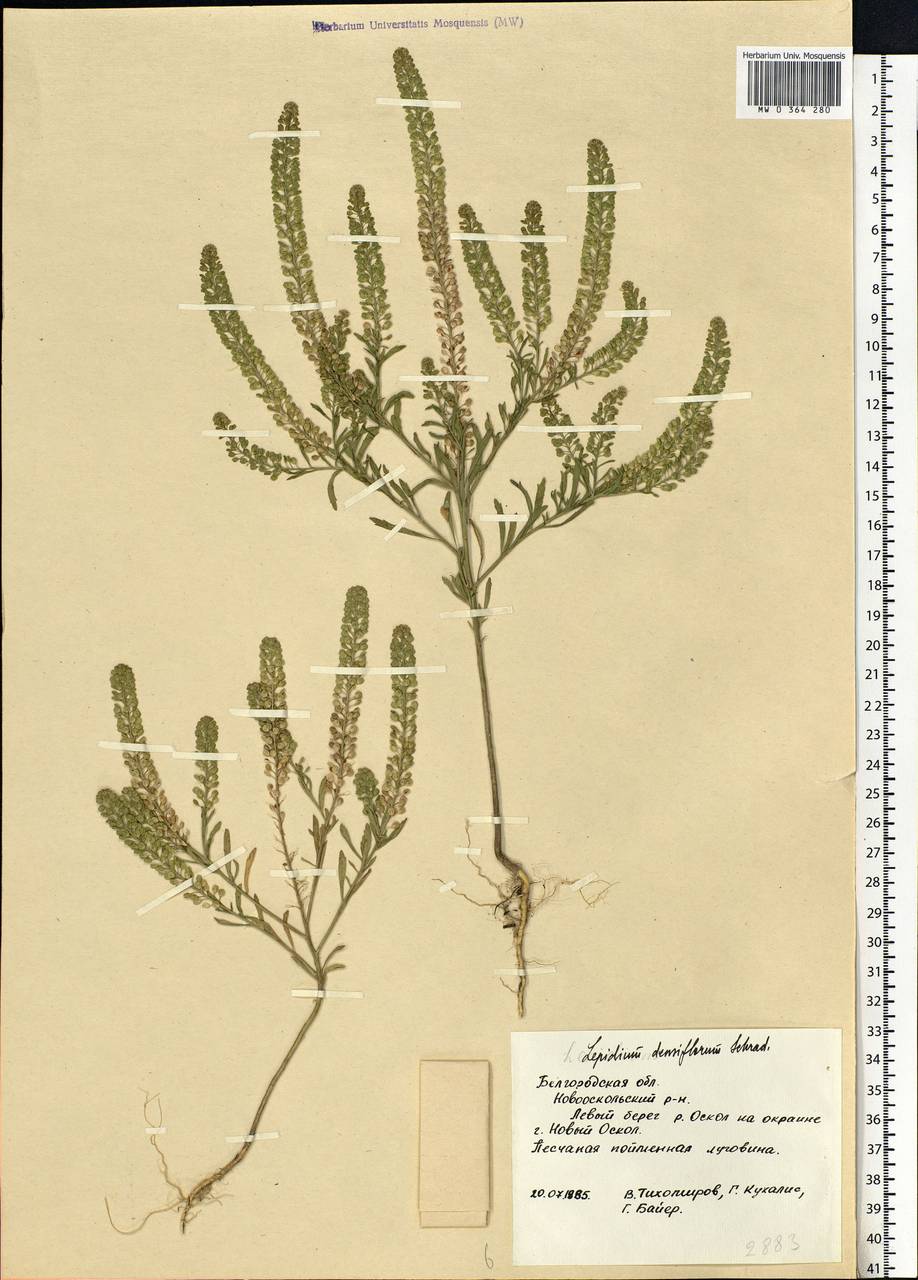 Lepidium densiflorum Schrad., Eastern Europe, Central forest-and-steppe region (E6) (Russia)