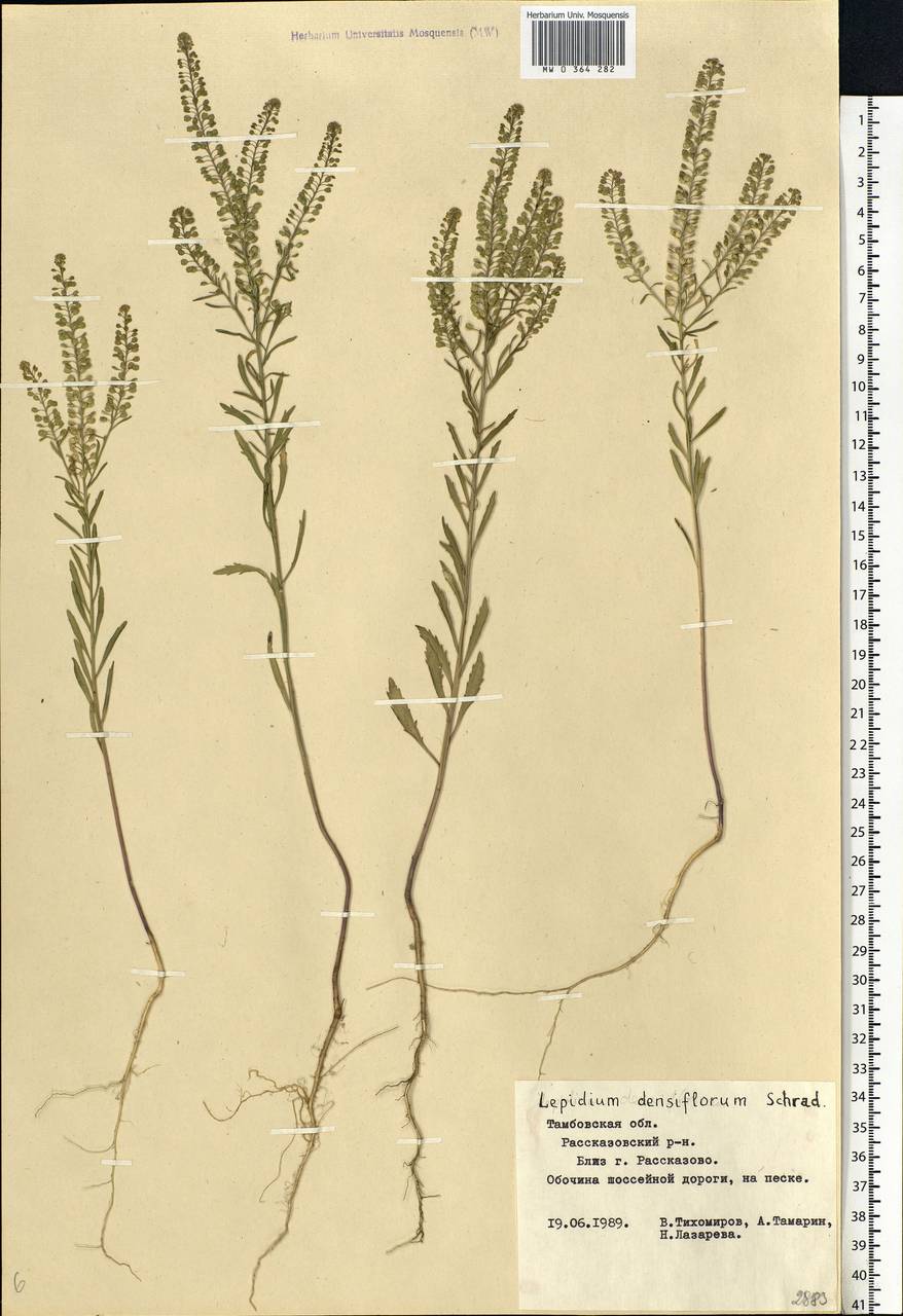 Lepidium densiflorum Schrad., Eastern Europe, Central forest-and-steppe region (E6) (Russia)