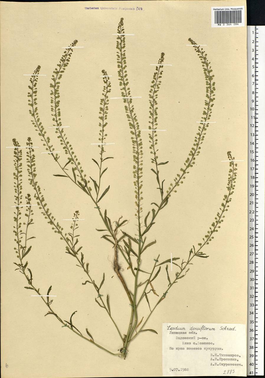 Lepidium densiflorum Schrad., Eastern Europe, Central forest-and-steppe region (E6) (Russia)