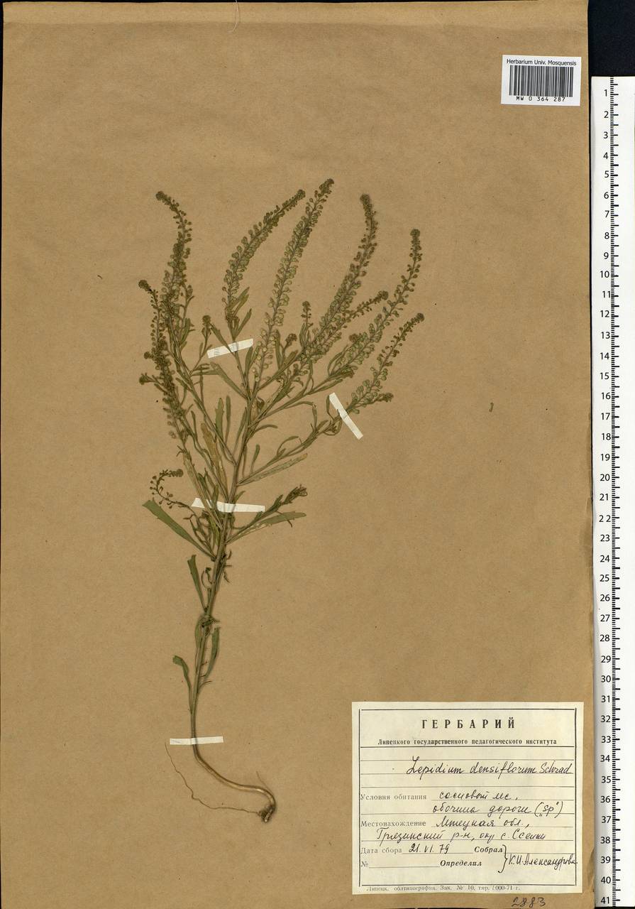 Lepidium densiflorum Schrad., Eastern Europe, Central forest-and-steppe region (E6) (Russia)