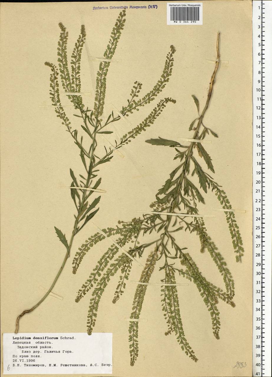 Lepidium densiflorum Schrad., Eastern Europe, Central forest-and-steppe region (E6) (Russia)